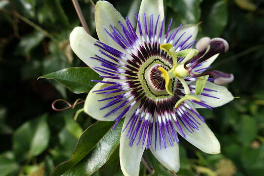 Image de Passiflora caerulea L.