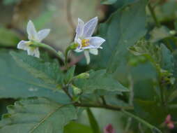 Plancia ëd Solanum ptychanthum Dun.