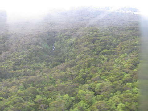 Image of dotted polypody