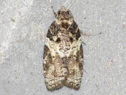 Image of Eastern Black-headed Budworm Moth