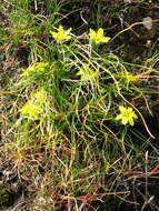 Image of star of Bethlehem