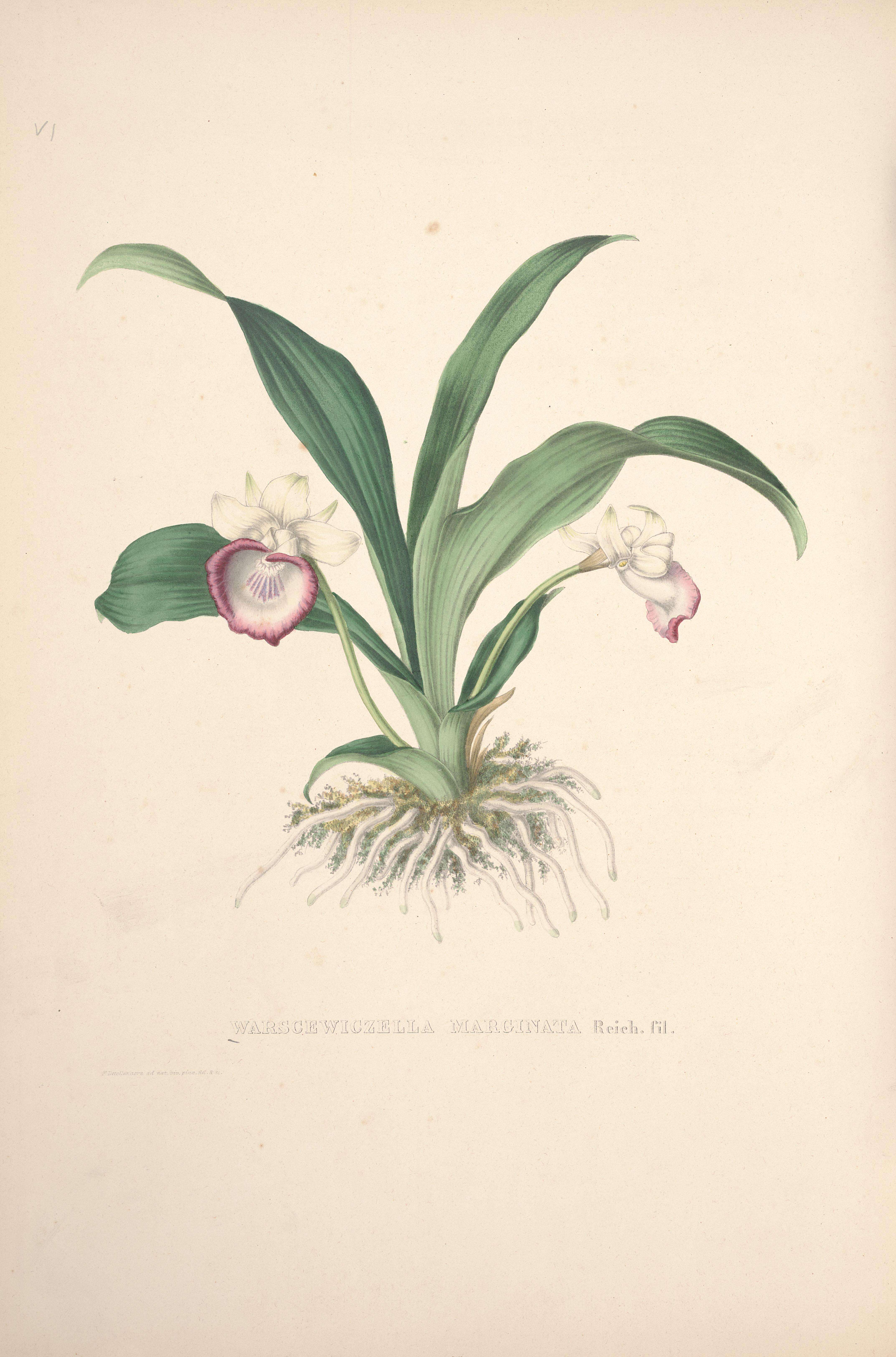 Image of Warczewiczella marginata Rchb. fil.