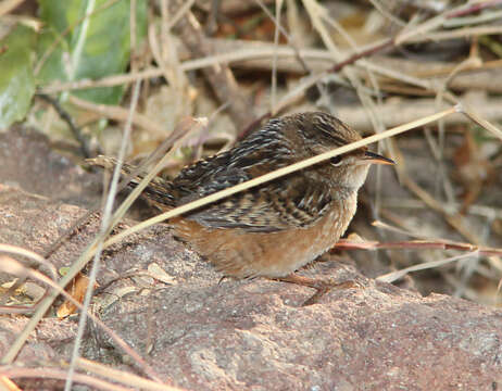 Image of Sedge Wren