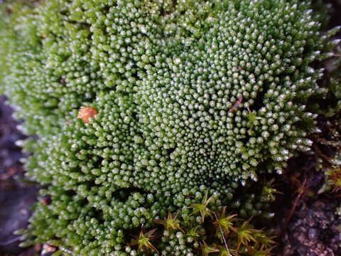 Image of silvergreen bryum moss