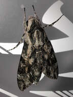 Image of convolvulus hawk moth