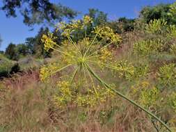 Image of Thapsia villosa L.