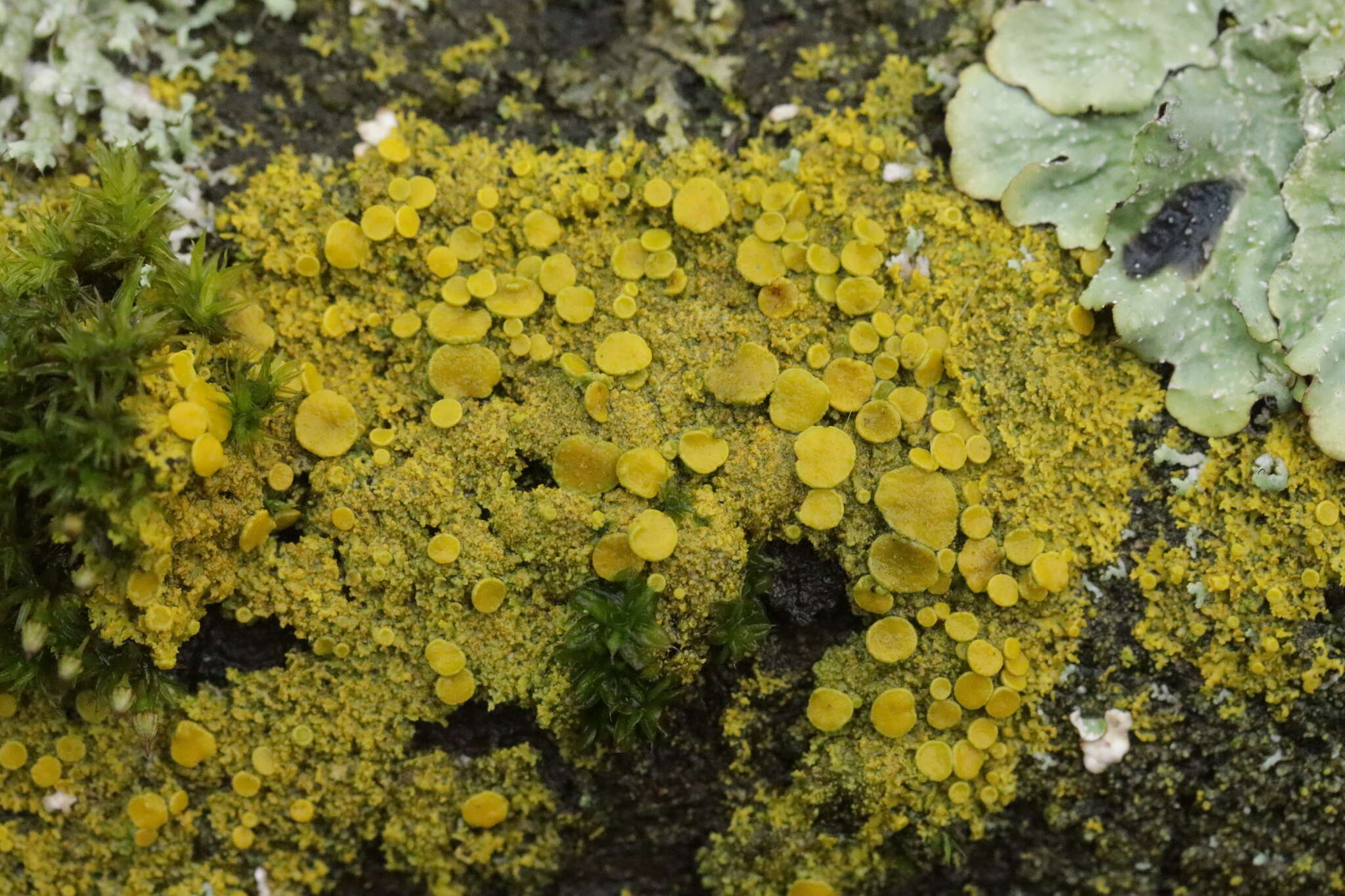 Image of lemon lichen