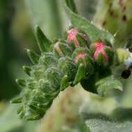 Imagem de Echium vulgare L.