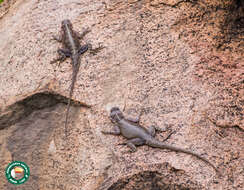 Image of Mwanza Flat-headed Rock Agama