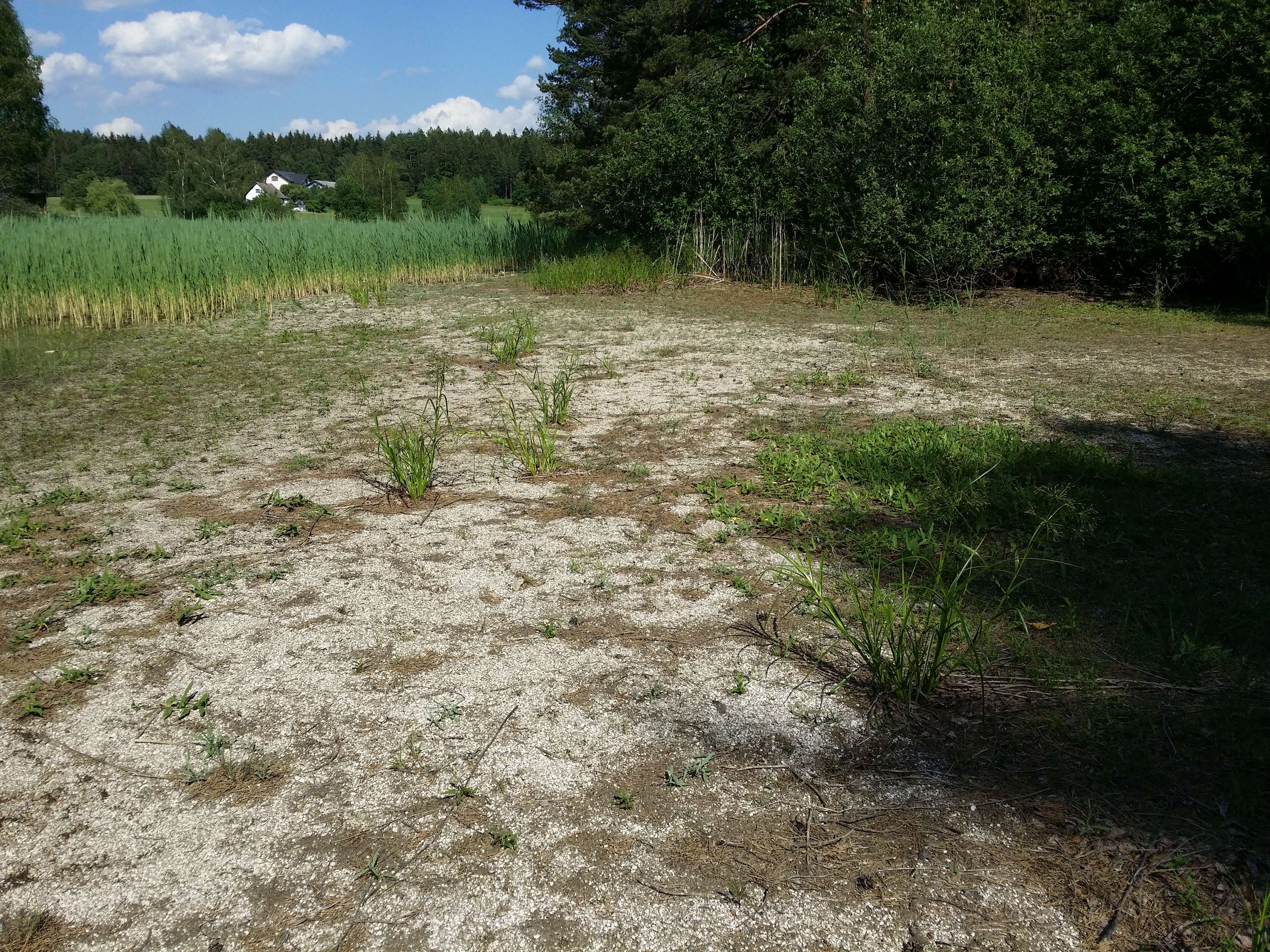 Image of Scirpus radicans Schkuhr