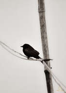 Image of Black Drongo