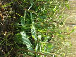 Image of dwarf rush