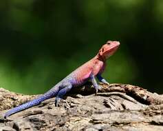 Image of Mwanza Flat-headed Rock Agama