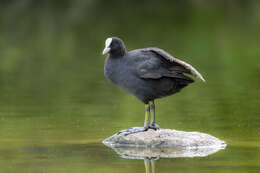 Image of Common Coot