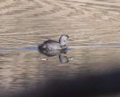 Imagem de Tachybaptus dominicus (Linnaeus 1766)