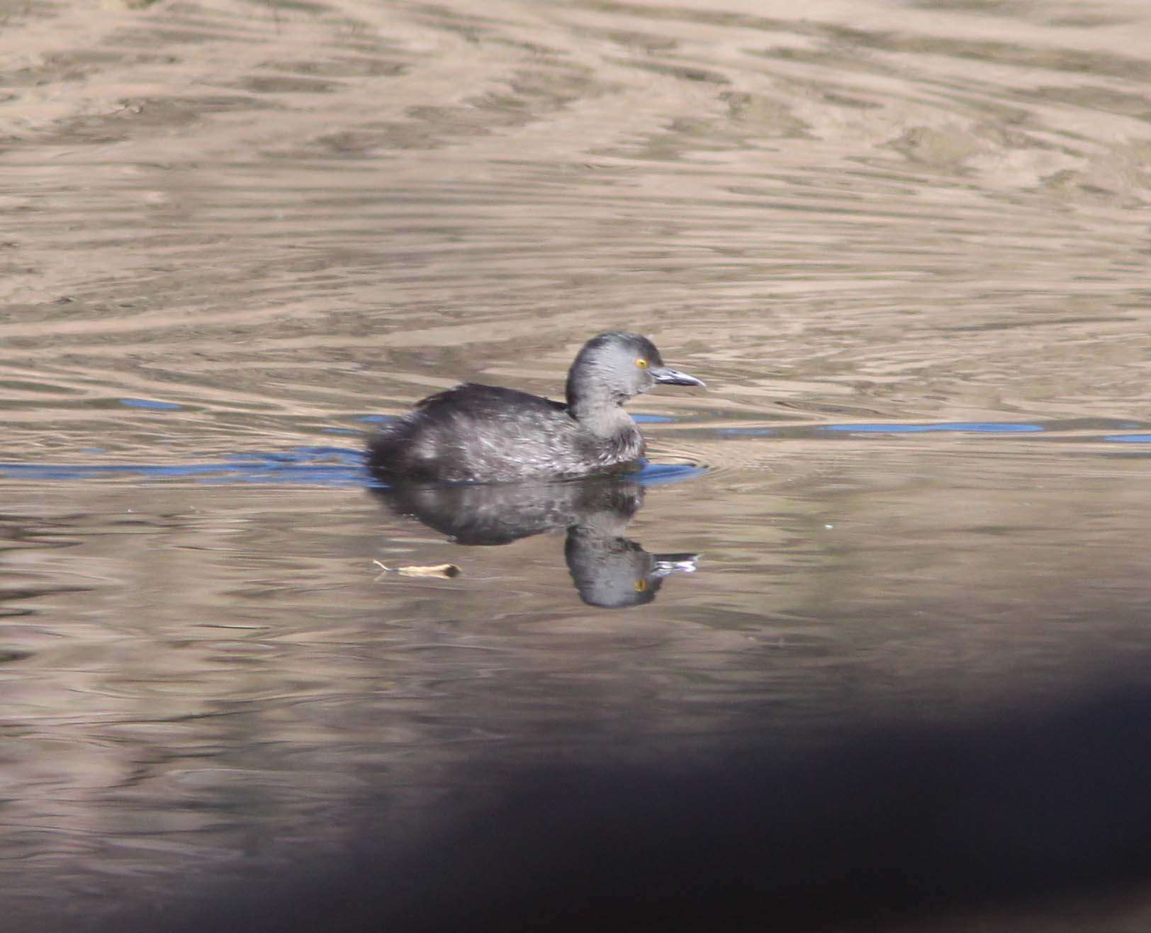 Imagem de Tachybaptus dominicus (Linnaeus 1766)