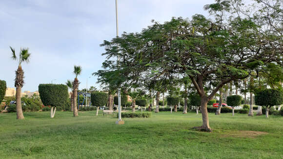 Image of Ficus retusa L.