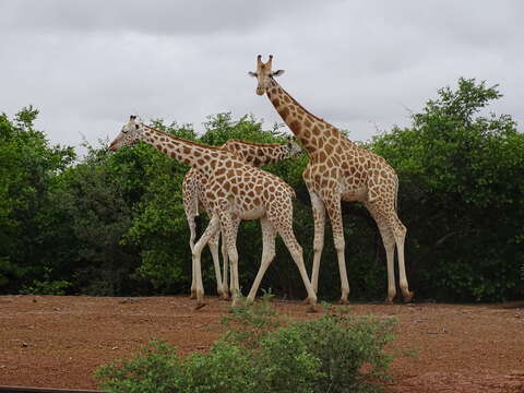 Image of West African Giraffe