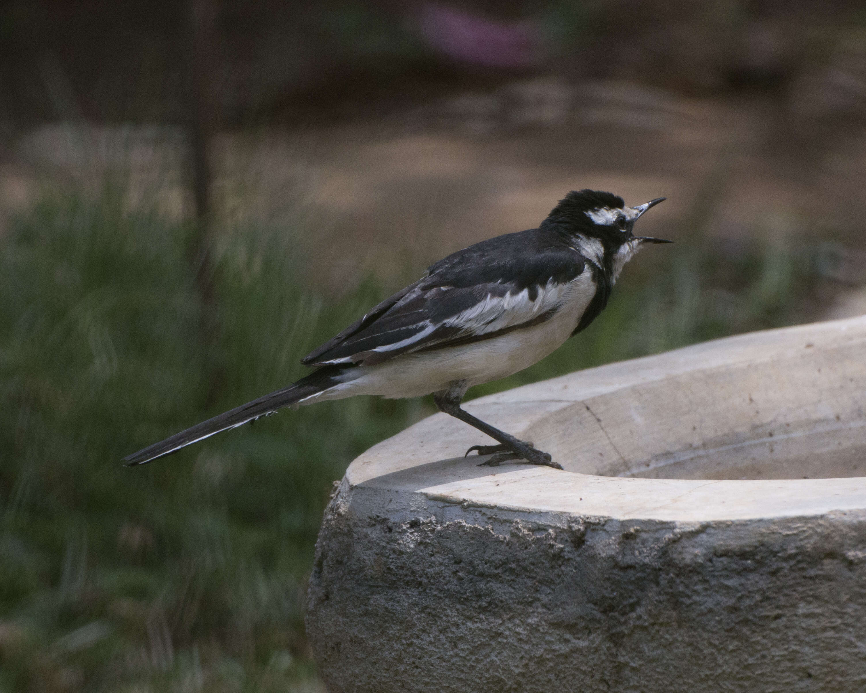 Image of African Pied Wagtail