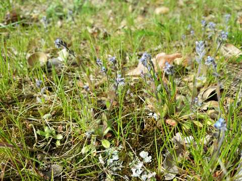 Image of strict forget-me-not