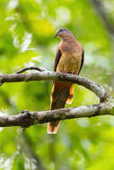 Image of Brown Cuckoo-Dove