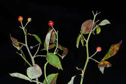 Image of climbing rose