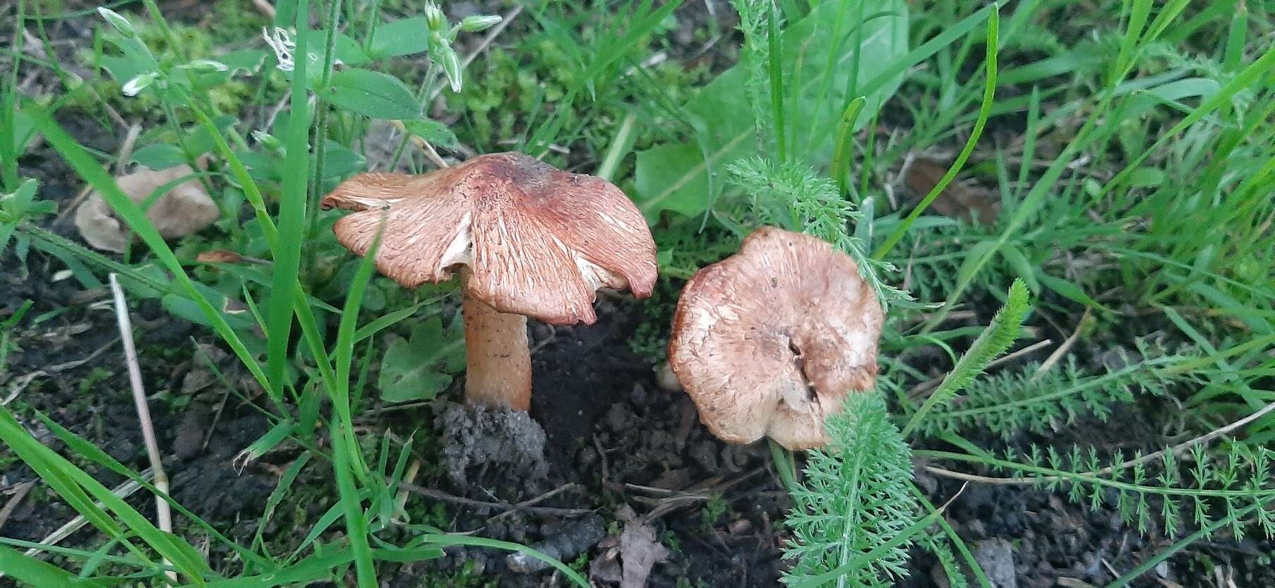 Imagem de Inocybe erubescens A. Blytt 1905