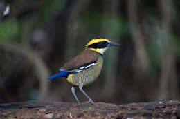 Image of Javan Banded Pitta