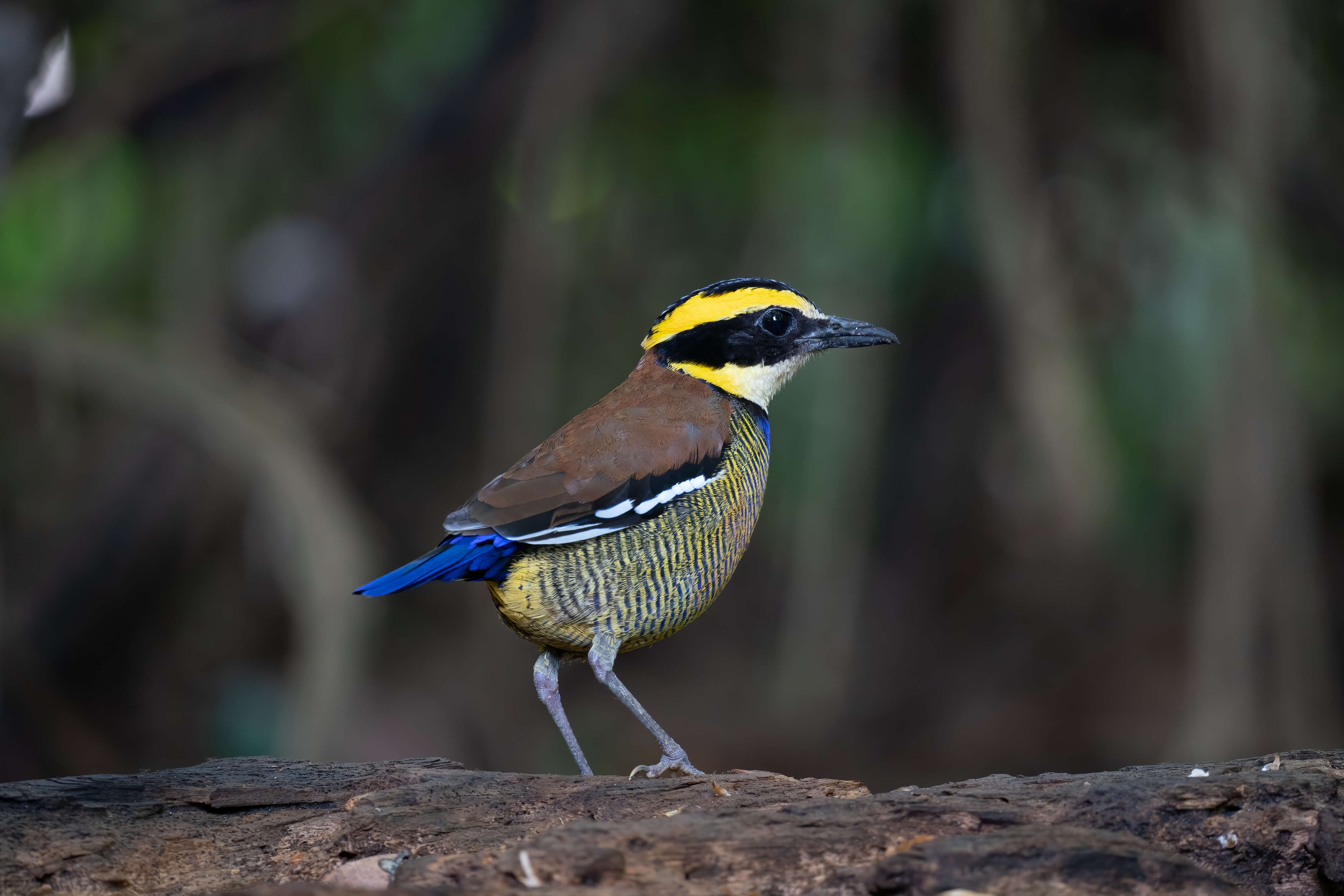 Image of Javan Banded Pitta