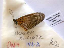 Image de Acraea alciope Hewitson 1852