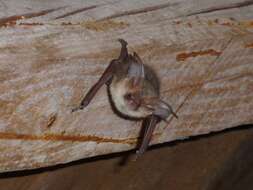 Image of Brown long-eared bat