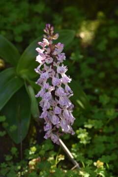 Orchis patens subsp. canariensis (Lindl.) Asch. & Graebn. resmi