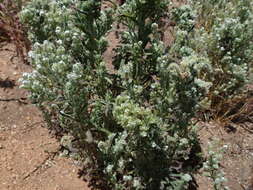 صورة Cryptantha muricata (Hook. & Arn.) A. Nels. & Macbr.