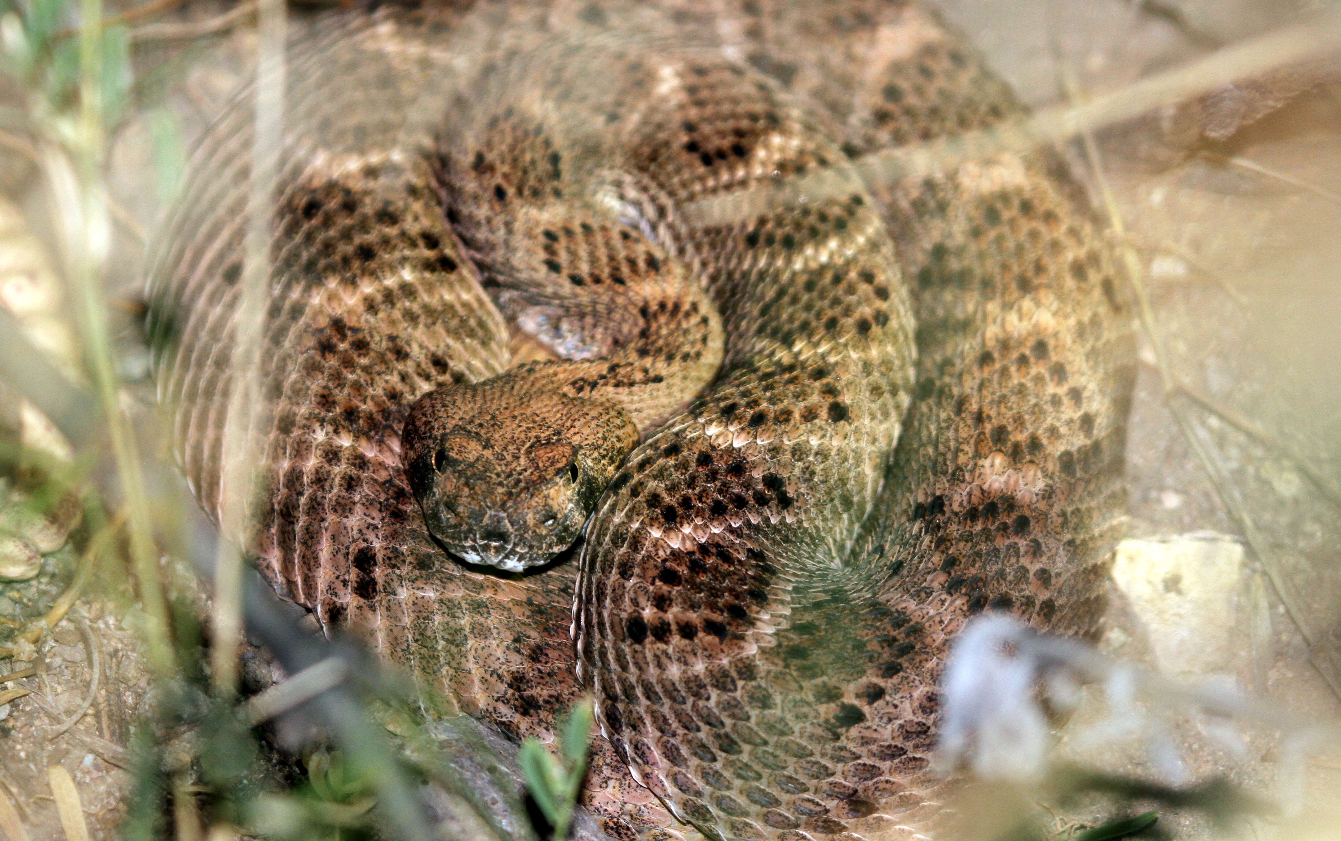 Image of Mohave Rattlesnake