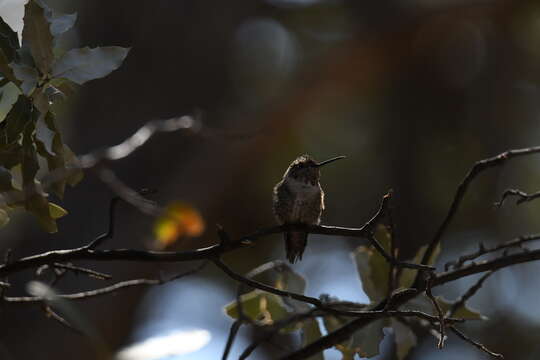 Image of Broad-tailed Hummingbird