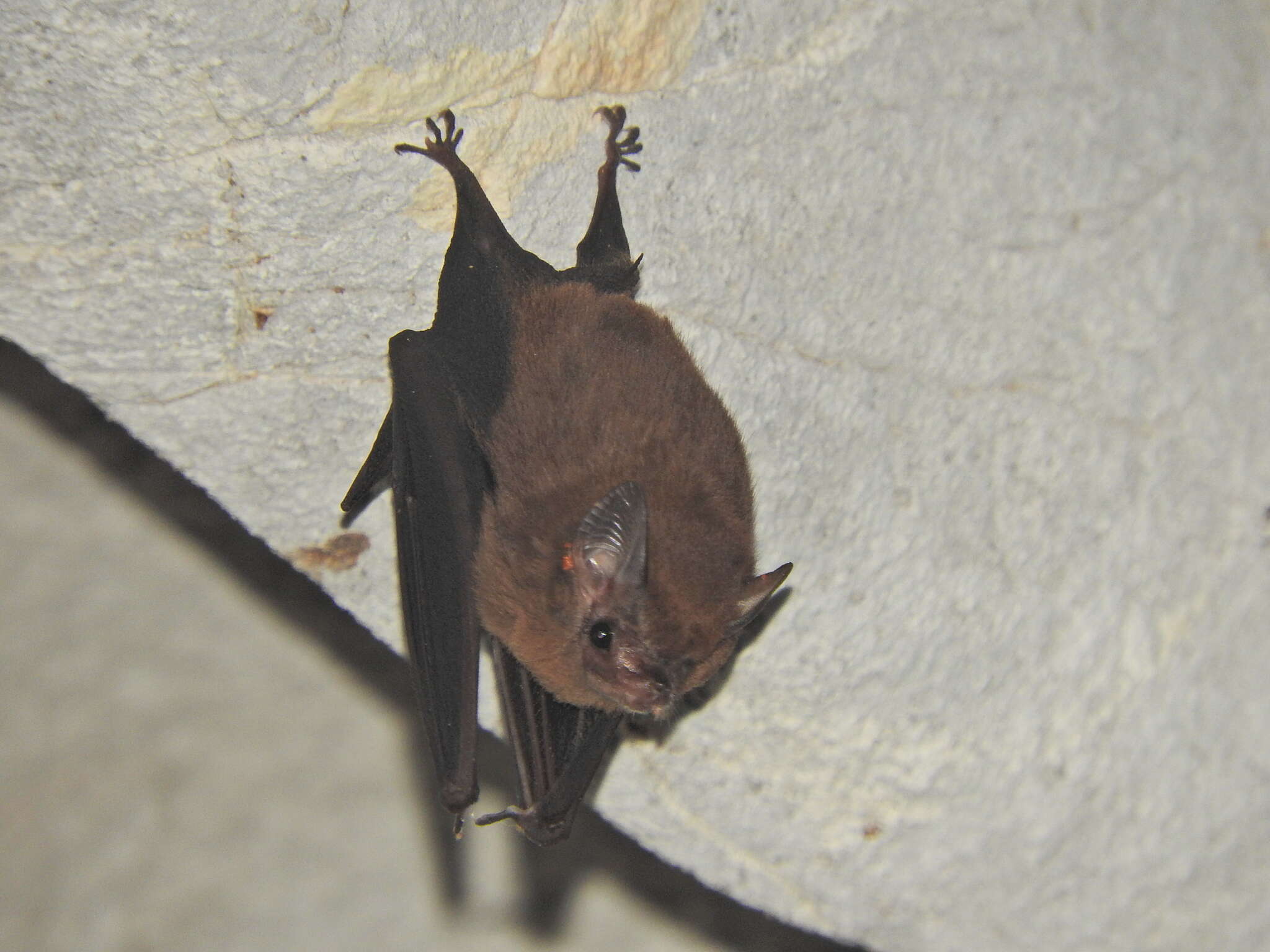 Image of Thomas's Sac-winged Bat