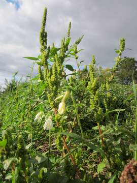 Image of redroot amaranth