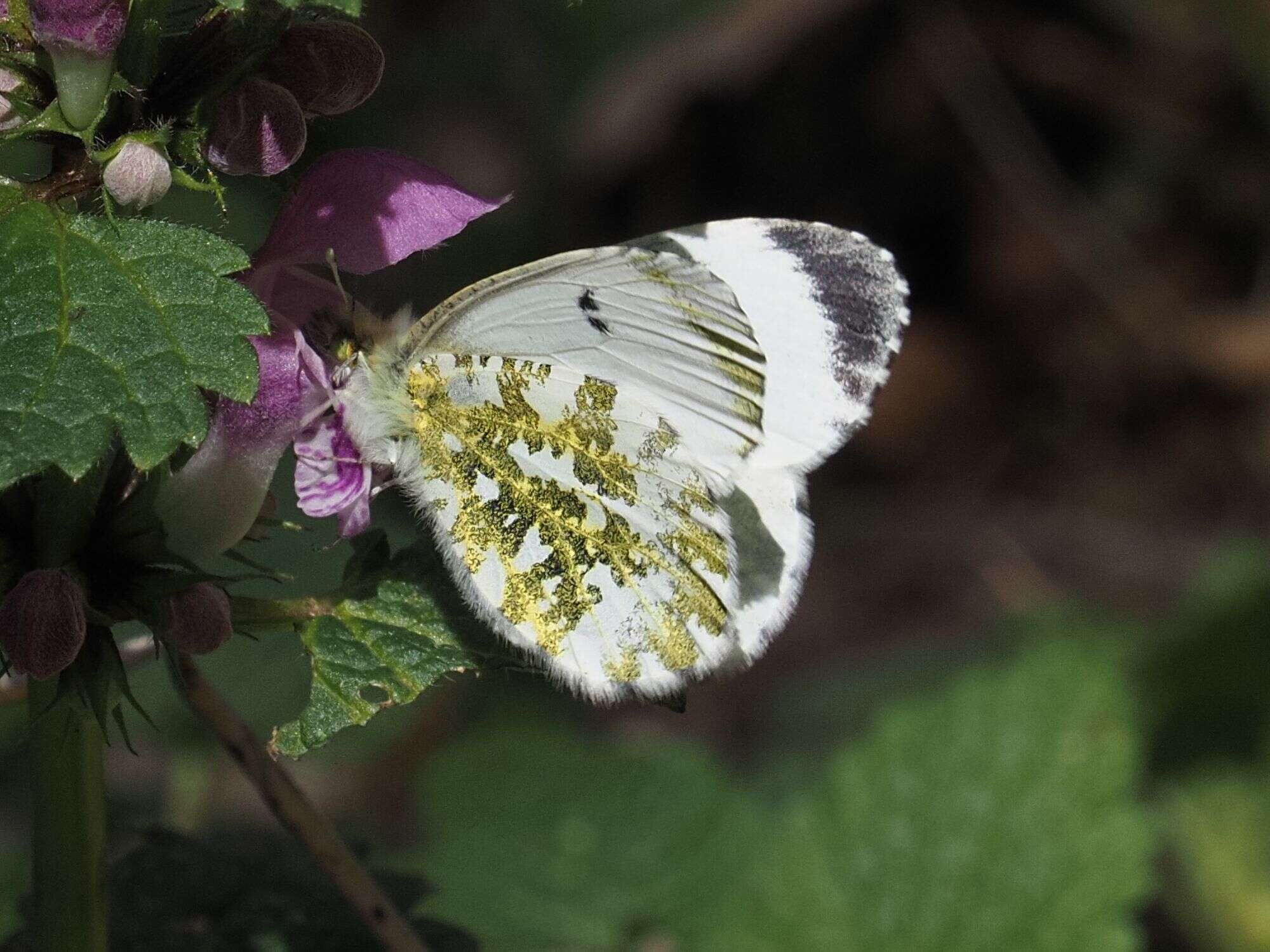 Image of orange tip