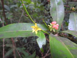 Image of Campylospermum serratum (Gaertn.) V. Bittrich & M. C. E. Amaral