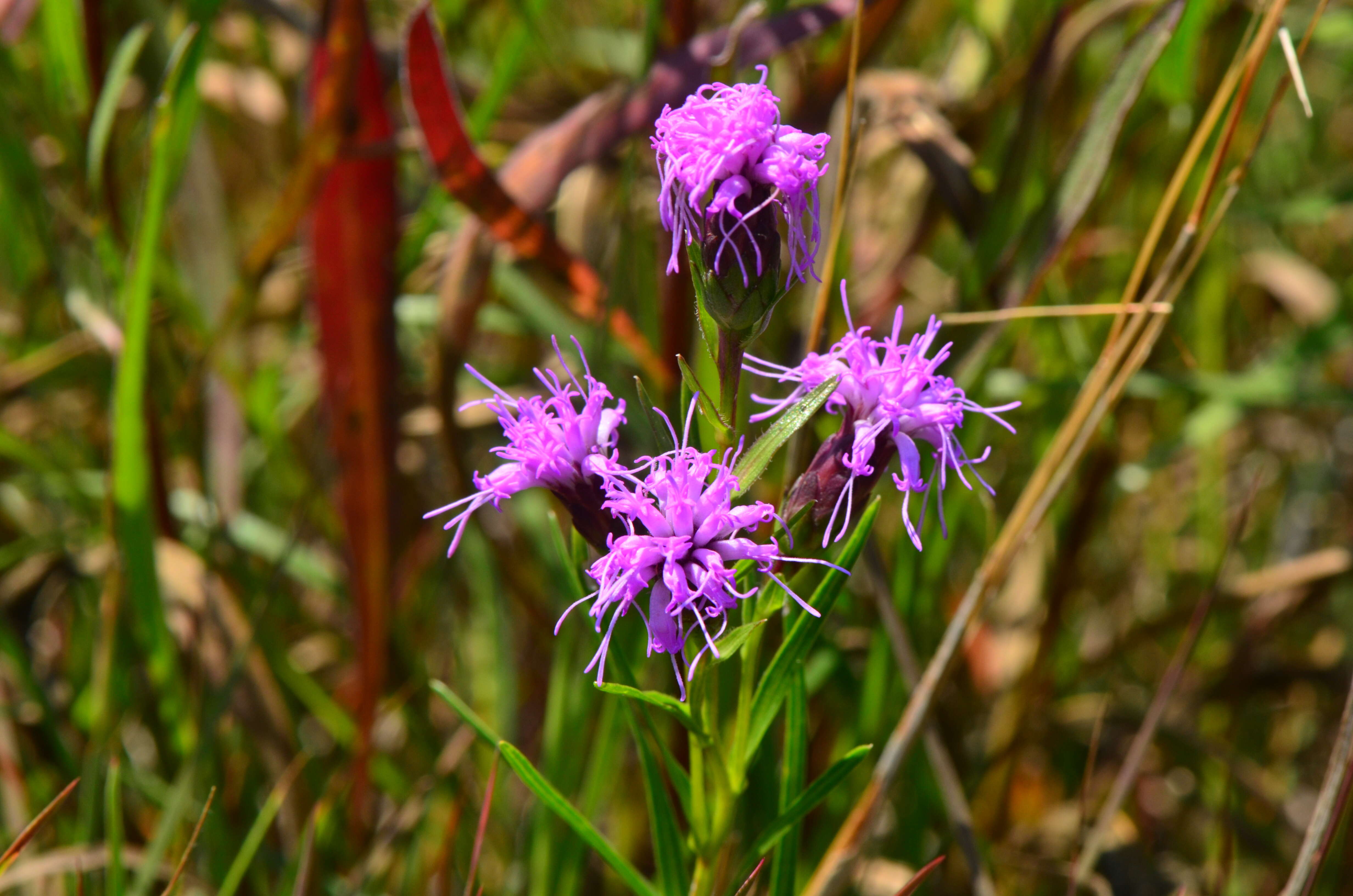 Слика од Liatris cylindracea Michx.