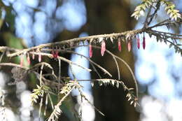 Image of Agapetes serpens (Wight) Sleumer