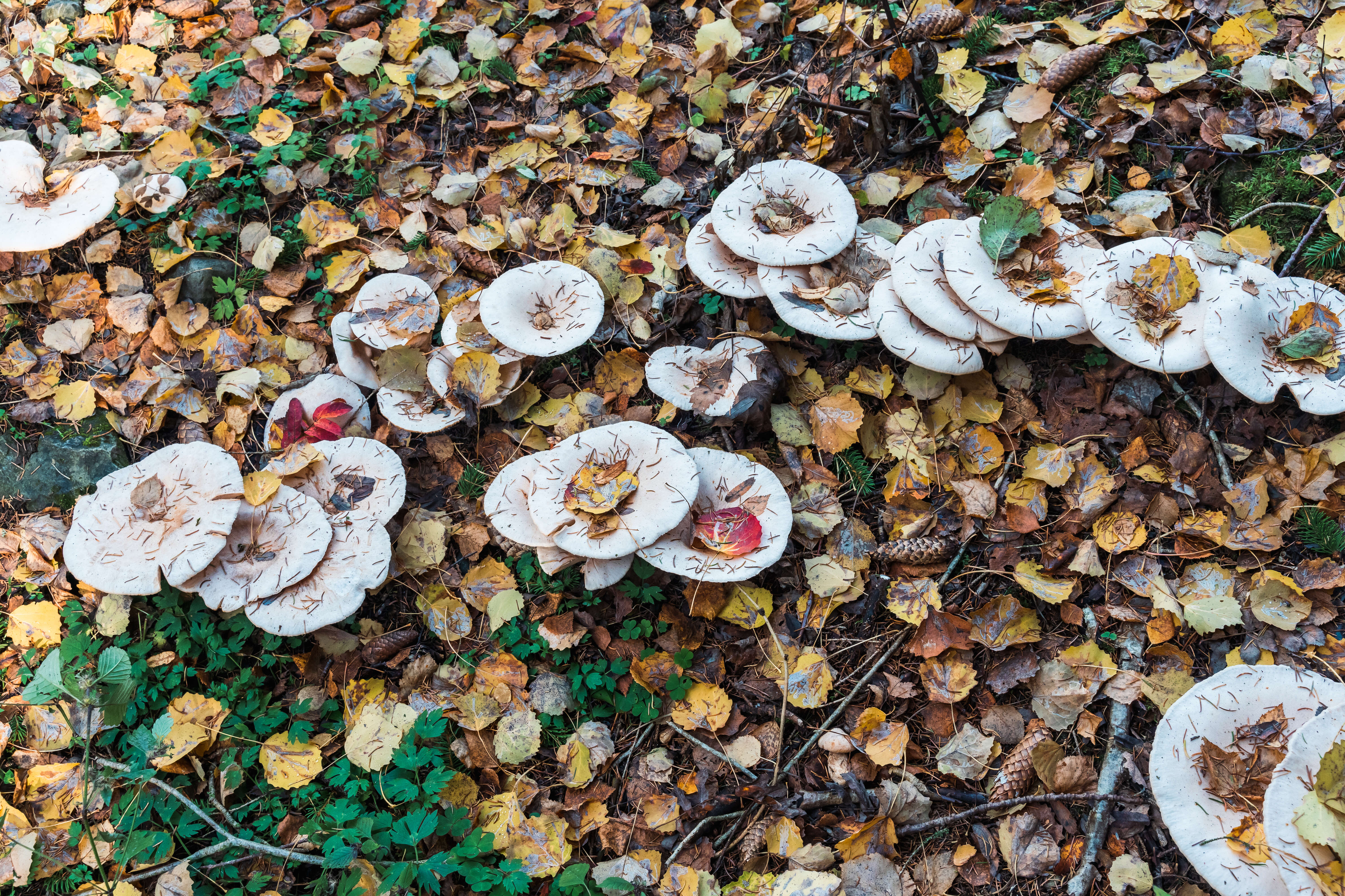 Image of giant clitocybe