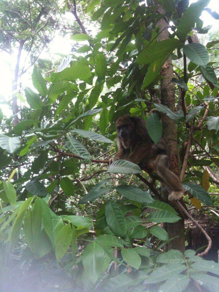 Image of Black Howler Monkey