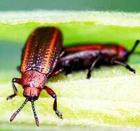 Microrhopala vittata (Fabricius 1798)的圖片