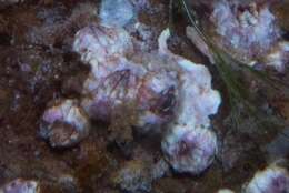 Image of Striped barnacle