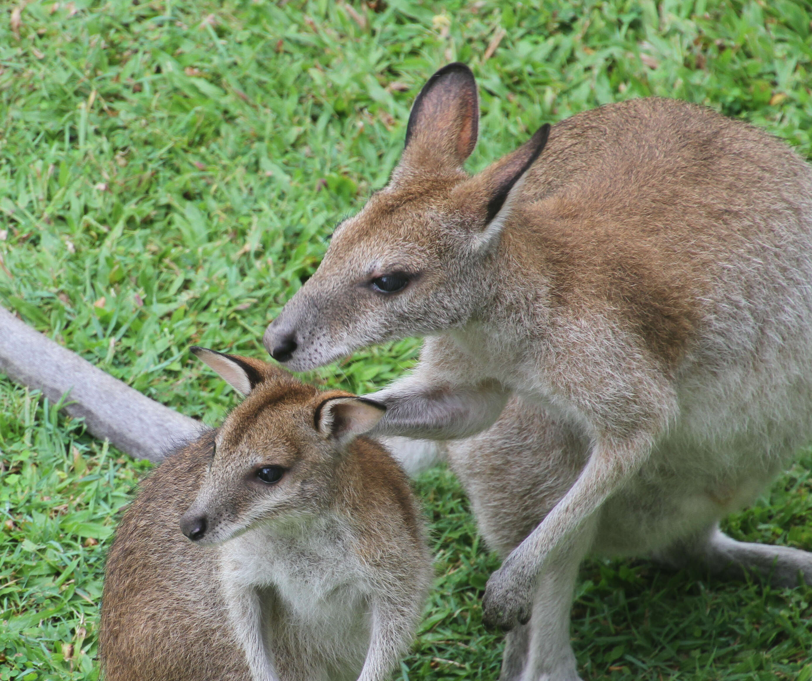 Image of Agile Wallaby