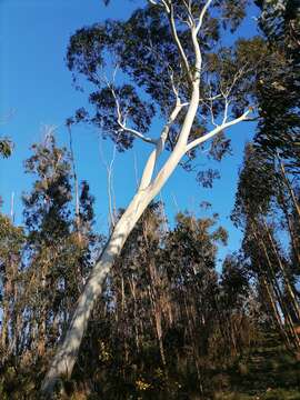 Image of snow gum