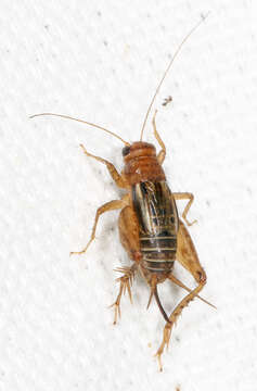 Image of nr. Collared Ground Cricket