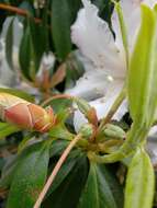 Image of Rhododendron veitchianum Hook.