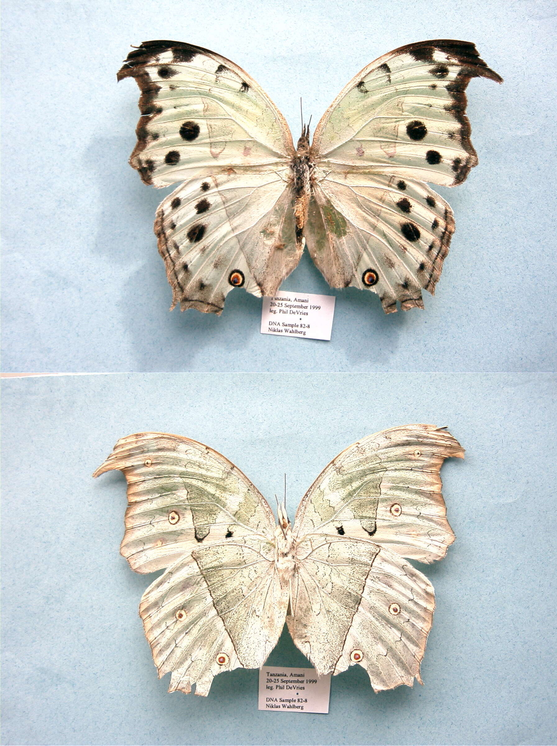 Image of Protogoniomorpha parhassus